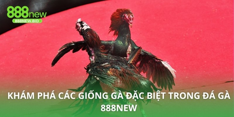 Khám phá các giống gà đặc biệt trong đá gà 888NEW