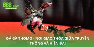 Đá gà thomo